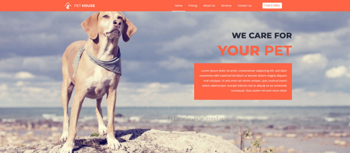How to Launch a Pet Care Website Using Joomla4 Templates?